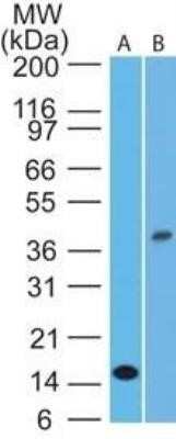 Western Blot: IL-1 beta/IL-1F2 Antibody (43N3D8) - Azide and BSA Free [NBP2-80793] - Analysis of Interleukin-1 beta in A) full-length recombinant protein and B) human ThP1 lysate using Interleukin-1 beta antibody at 1 ug/ml and 5 ug/ml, respectively. Goat anti-mouse Ig HRP secondary antibody and PicoTect ECL substrate solution were used for this test. Image from the standard format of this antibody.