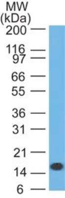 Western Blot: IL-1 beta/IL-1F2 Antibody (43N4C4) [NBP2-27343] -  Analysis of IL-1beta in full-length recombinant protein using IL-1beta antibody at 3 ug/ml. Goat anti-mouse Ig HRP secondary antibody and PicoTect ECL substrate solution were used for this test.