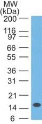 Western Blot: IL-1 beta/IL-1F2 Antibody (43N8F6) [NBP2-27341] - Analysis of IL-1b in full-length recombinant protein using IL-1b antibody.  Goat anti-mouse Ig HRP secondary antibody and PicoTect ECL substrate solution were used for this test.