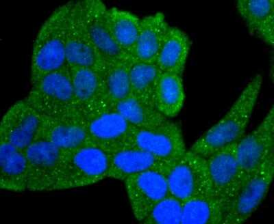 Immunocytochemistry/Immunofluorescence: IL-1 beta/IL-1F2 Antibody (JJ087-3) [NBP2-67865] - Staining IL1 beta in Hela cells (green). The nuclear counter stain is DAPI (blue). Cells were fixed in paraformaldehyde, permeabilised with 0.25% Triton X100/PBS.