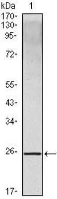 Western Blot: IL-10 Antibody (3C12C12) [NB100-2185] - Analysis using IL10 mouse mAb against IL10 recombinant protein.