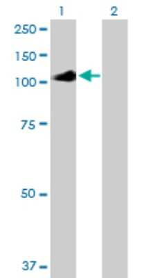 Western Blot: IL-12 R beta 2 Antibody [H00003595-B01P] - Analysis of IL12RB2 expression in transfected 293T cell line by IL12RB2 polyclonal antibody.  Lane 1: IL12RB2 transfected lysate(94.82 KDa). Lane 2: Non-transfected lysate.