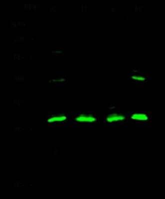 Western Blot: IL-12 p70/IL-12A Antibody [NBP2-98685] - Anti-IL-12 p70/IL-12A rabbit polyclonal antibody at 1:500 dilution. Lane A: NIH-3T3 Whole Cell Lysate Lane B: Hu-T78 Whole Cell Lysate Lane C: Raw264.7 Whole Cell Lysate Lane D: MDA-MB-231 Whole Cell Lysate. Lysates/proteins at 30 ug per lane. Secondary Goat Anti-Rabbit IgG H&L (Dylight 800) at 1/10000 dilution. Developed using the Odyssey technique. Performed under reducing conditions. Predicted band size: 25 kDa. Observed band size: 28 kDa (We are unsure as to the identity of these extra bands).