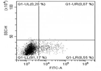 Flow Cytometry: IL-13 Antibody (B-B13) [NBP3-14573] - CD4+ activated by PMA and ionomycine then marked with IL-13 antibody on intracytoplasmic staining.