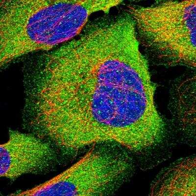 Immunocytochemistry/Immunofluorescence: IL-13 Antibody [NBP1-89119] - Staining of human cell line U-2 OS shows localization to plasma membrane & cytosol. Antibody staining is shown in green.