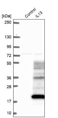 Western Blot: IL-13 Antibody [NBP1-89119] - Analysis in control (vector only transfected HEK293T lysate) and IL13 over-expression lysate (Co-expressed with a C-terminal myc-DDK tag (3.1 kDa) in mammalian HEK293T cells).