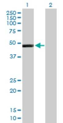 Western Blot: IL-13 R alpha 2 Antibody [H00003598-B01P] - Analysis of IL13RA2 expression in transfected 293T cell line by IL13RA2 polyclonal antibody.  Lane 1: IL13RA2 transfected lysate(41.8 KDa). Lane 2: Non-transfected lysate.