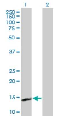 Western Blot: IL-15 Antibody [H00003600-D01P] - Analysis of IL15 expression in transfected 293T cell line by IL15 polyclonal antibody.Lane 1: IL15 transfected lysate(18.10 KDa).Lane 2: Non-transfected lysate.