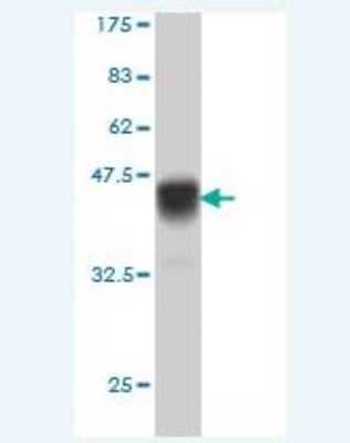 Western Blot: IL-15R alpha Antibody (1C5) [H00003601-M01] - Detection against Immunogen (36.74 KDa) .