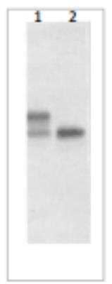 Western Blot: IL-17/IL-17A Antibody (408H6.01/mAb25) [DDX0336P-100] - 1-Human IL17 is a N -glycosylated dimer.2-Human IL17 digested by endoglycosidase -F.