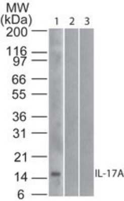 Western Blot: IL-17/IL-17A Antibody (4H1524) - Azide Free [NBP2-25229] - Analysis of IL-17A in (1) human, (2) mouse and (3) rat full-length recombinant IL-17A protein using NBP2-25229 at 1 ug/ml.