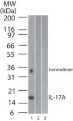 Western Blot: IL-17/IL-17A Antibody (4k5f6) - Azide Free [NBP2-46611] - Analysis of 1) human, 2) mouse and 3) rat full-length recombinant IL-17A protein using IL-17A antibody at 0.2 ug/mL. Image from the standard format of this antibody.