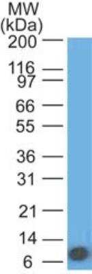 Western Blot: IL-17 RA/IL-17 R Antibody (49M5D9) [NBP2-25261] -  Analysis of an IL-17RA recombinant protein fragment using IL-17RA antibody at 0.5 ug/ml. goat anti-mouse Ig HRP secondary antibody and PicoTect ECL substrate solution were used for this test.