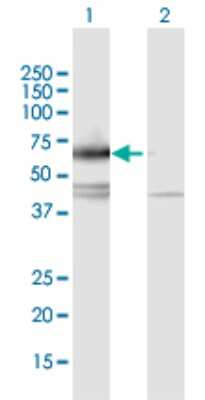 Western Blot: IL-17 RC Antibody [H00084818-B01P] - Analysis of IL17RC expression in transfected 293T cell line by IL17RC polyclonal antibody.  Lane 1: IL17RC transfected lysate(59.18 KDa). Lane 2: Non-transfected lysate.