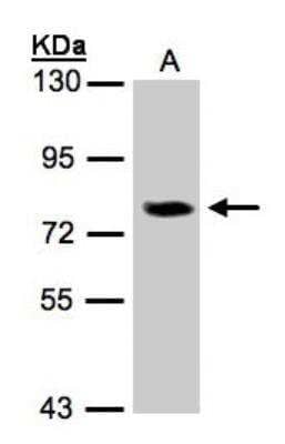 Western Blot: IL-17 RD/SEF Antibody [NBP1-32307] - Sample(30 ug of whole cell lysate)A:293T7. 5% SDS PAGE, antibody diluted at 1:500.