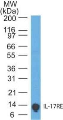 Western Blot: IL-17 RE Antibody (46N7E3) - Azide Free [NBP2-27367] - Analysis of IL-17RE using a partial recombinant protein (amino acids 97-199) probed with IL-17RE antibody at 5 ug/ml. Goat anti-mouse Ig HRP secondary antibody and PicoTect ECL substrate solution were used for this test.