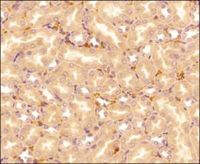 Immunohistochemistry: IL-17E/IL-25 Antibody (68C1039.2) - Azide Free [NBP2-33223] - Tissue section of mouse kidney using IL17E/IL25 antibody clone 68C1039.2 at 1:150. The antibody generated a diffused cytoplasmic staining in the tubular and ductal epithelia cells, and a strong positivity in the inter-tubular/ductal blood vessels. Image f