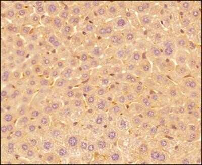 Immunohistochemistry: IL-17E/IL-25 Antibody (68C1039.2) - Azide Free [NBP2-33223] - Tissue section of mouse liver using IL17E/IL25 antibody clone 68C1039.2 at 1:150. The antibody generated a diffused cytoplasmic staining in the hepatocytes with a very strong signal in the sinusoidal endothelial cells. Image from the standard format of th