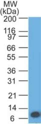 Western Blot: IL-17RA/IL-17R Antibody (49M7C6) - Azide and BSA Free [NBP2-80798] - Analysis of an IL-17RA recombinant protein fragment using IL-17RA antibody at 0.5 ug/ml. goat anti-mouse Ig HRP secondary antibody and PicoTect ECL substrate solution were used for this test. Image from the standard format of this antibody.