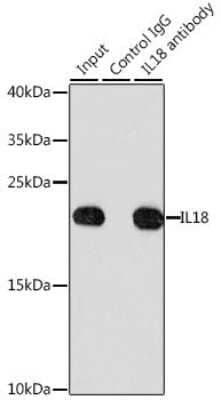 Immunoprecipitation: IL-18/IL-1F4 Antibody [NBP3-03699] - Analysis of 200ug extracts of HeLa cells, using IL-18/IL-1F4 antibody . Western blot was performed from the immunoprecipitate using this antibody.