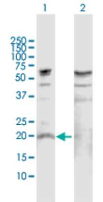 Western Blot: IL-19 Antibody [H00029949-D01P] - Analysis of IL19 expression in transfected 293T cell line by IL19 polyclonal antibody.Lane 1: IL19 transfected lysate(24.60 KDa).Lane 2: Non-transfected lysate.