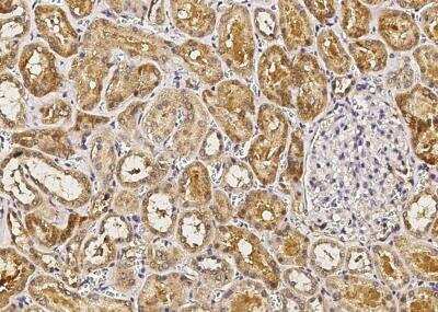 Immunohistochemistry-Paraffin: IL-1ra/IL-1F3/IL1RN Antibody (005) [NBP2-89195] - Staining of human IL1RA in human kidney with rabbit monoclonal antibody (1:100).