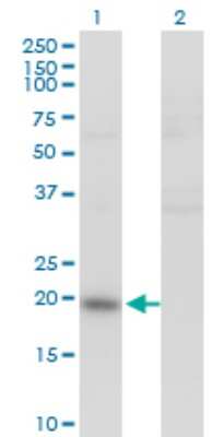 Western Blot: IL-20 Antibody (2H8) [H00050604-M01] - Analysis of IL20 expression in transfected 293T cell line by IL20 monoclonal antibody (M01), clone 2H8.Lane 1: IL20 transfected lysate(20.1 KDa).Lane 2: Non-transfected lysate.
