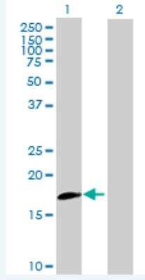 Western Blot: IL-20 R beta/FNDC6 Antibody [H00053833-B02P-50ug] - Analysis of IL20RB expression in transfected 293T cell line (H00053833-T02) by IL20RB MaxPab polyclonal antibody.  Lane 1: IL20RB transfected lysate(16.28 KDa). Lane 2: Non-transfected lysate.