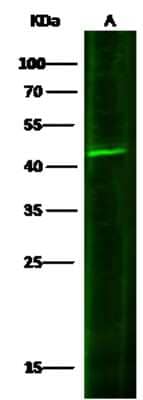 Western Blot: IL-20 R beta/FNDC6 Antibody [NBP2-98428] - Anti-IL-20 R beta/FNDC6 rabbit polyclonal antibody at 1:500 dilution. Lane A: Hela Whole Cell Lysate. Lysates/proteins at 30 ug per lane. Secondary Goat Anti-Rabbit IgG H&L (Dylight 800) at 1/10000 dilution. Developed using the Odyssey technique. Performed under reducing conditions. Predicted band size: 35 kDa. Observed band size: 45 kDa