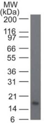 Western Blot: IL-21 Antibody (14k5A9) - Azide and BSA Free [NBP2-80801] - Analysis of IL-21. Full-length recombinant IL-21 protein probed with 1 ug/ml of IL-21 monoclonal antibody. Goat anti-mouse Ig HRP secondary antibody and PicoTect ECL substrate solution were used for this test. Image from the standard format of this antibody.