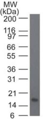 Western Blot: IL-21 Antibody (14k5A9) [NBP2-27337] -  Analysis of IL-21. Full-length recombinant IL-21 protein probed with 1 ug/ml of IL-21 monoclonal antibody. Goat anti-mouse Ig HRP secondary antibody and PicoTect ECL substrate solution were used for this test.