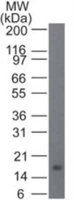 Western Blot: IL-21 Antibody (14k5H3) - Azide and BSA Free [NBP2-80800] - Analysis of IL-21. Full-length recombinant IL-21 protein probed with 1 ug/ml of IL-21 monoclonal antibody. Goat anti-mouse Ig HRP secondary antibody and PicoTect ECL substrate solution were used for this test. Image from the standard format of this antibody.