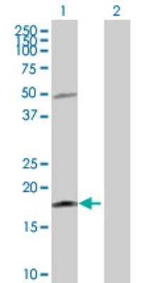 Western Blot: IL-21 Antibody [H00059067-D01P] - Analysis of IL21 expression in transfected 293T cell line by IL21 polyclonal antibody.Lane 1: IL21 transfected lysate(18.70 KDa).Lane 2: Non-transfected lysate.