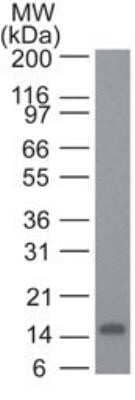 Western Blot: IL-22 Antibody (8F10C10) - Azide and BSA Free [NBP2-80803] - Analysis of IL-22 recombinant protein using IL22 antibody at 2 ug/ml. Image from the standard format of this antibody.