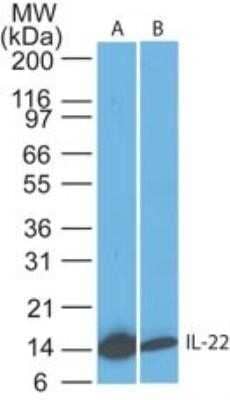 Western Blot: IL-22 Antibody (8F11E2) - Azide and BSA Free [NBP2-80805] - Analysis of IL-22 in A) recombinant protein and B) human spleen lysate using IL-22 antibody at 1 ug/mL. Goat anti-mouse Ig HRP secondary antibody and PicoTect ECL substrate solution were used for this test. Image from the standard format of this antibody.