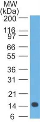 Western Blot: IL-22 Antibody (8F7H11.2E11) - Azide and BSA Free [NBP2-80806] - Analysis of IL-22 in recombinant protein using IL-22 antibody at 5 ug/ml. Image from the standard format of this antibody.