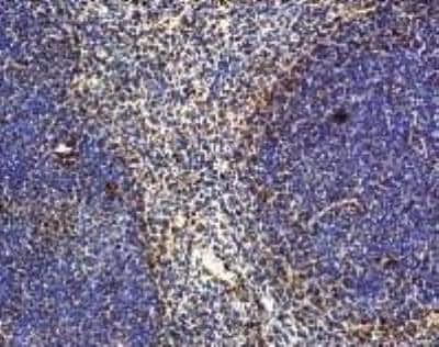 Immunohistochemistry: IL-22 Antibody [NB100-737] - Rabbit antibody to N-terminus of mouse IL-22 on mouse spleen.