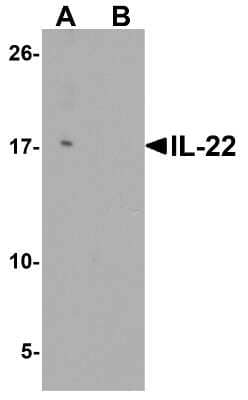 Western Blot: IL-22 Antibody [NBP2-41245] - Analysis of IL-22 in HeLa cell lysate with IL-22 antibody at 0.5 ug/ml in (A) the absence and (B) the presence of blocking peptide.