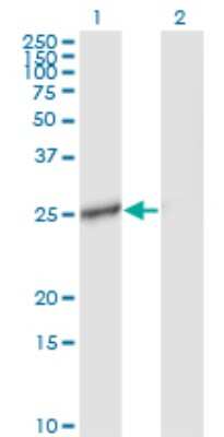 Western Blot: IL-27 Antibody (3F12) [H00246778-M01] - Analysis of IL27 expression in transfected 293T cell line by IL27 monoclonal antibody (M01), clone 3F12.Lane 1: IL27 transfected lysate(27.5 KDa).Lane 2: Non-transfected lysate.