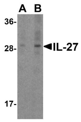 Western Blot: IL-27 Antibody [NBP1-76698] - Analysis of IL-27 in A-20 cell lysate with IL-27 antibody at (A) 1 and (B) 2 ug/mL.