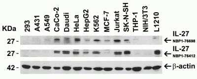 <b>Independent Antibodies Validation. </b>Western Blot: IL-27 Antibody [NBP1-76698] - Independent Antibody Validation (IAV) via Protein Expression Profile in Cell Lines.Loading: 15 ug of lysates per lane. Antibodies: IL-27 NBP1-76698 (4 ug/mL), IL-27 NBP1-76412 (4 ug/mL), and beta-actin (1 ug/mL), 1h incubation at RT in 5% NFDM/TBST. Secondary: Goat anti-rabbit IgG HRP conjugate at 1:10000 dilution.