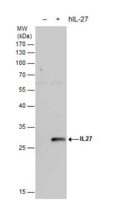 Western Blot: IL-27 Antibody [NBP2-16951] - Non-transfected (-) and IL27 -transfected (+, including 3xFlag-tag) 293T whole cell extracts (30 ug) were separated by 12% SDS-PAGE, and the membrane was blotted with IL27 antibody diluted by 1:1000.