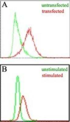 Flow Cytometry: IL-27/IL-35 EBI3 Subunit Antibody (10J811) [NBP2-03941] - EBI3 Antibody (10J811) [NBP2-03941] - Figure A: Intracellular analysis of mouse IL-35 in transfected and untransfected HEK 293 cells (Brefeldin A treated, 5 hours) using mouse EBI3 antibody at 3 ug/10^6 cells. Figure B: Intracellular analysis of mouse EBI3 in stimulated and unstimulated RAW cells (LPS treated, 50 ng/ml, overnight) using mouse EBI3 antibody at 1.5 ug/10^6 cells.