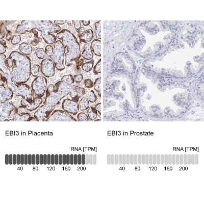 Immunohistochemistry-Paraffin: IL-27/IL-35 EBI3 Subunit Antibody [NBP2-48852] - Staining in human placenta and prostate tissues using anti-EBI3 antibody. Corresponding EBI3 RNA-seq data are presented for the same tissues.