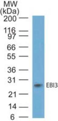 Western Blot: IL-27/IL-35 EBI3 Subunit Antibody [NBP2-27359] -  Analysis using EBI3 antibody. Recombinant mouse EBI3 probed with EBI3 antibody at 5 ug/ml.