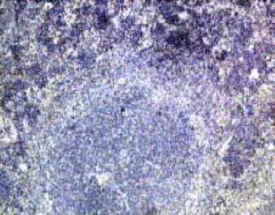 Immunohistochemistry: IL-28 R alpha/IFN-lambda R1 Antibody [NB100-741] - Immunohistochemistry with goat antibody to CRF-2-12 on paraffin section of mouse spleen.