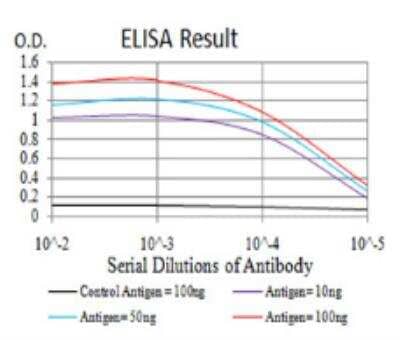 ELISA: IL-28A/IFN-lambda 2 Antibody (6H9E6) [NBP2-52495] - Black line: Control Antigen (100 ng);Purple line: Antigen (10ng); Blue line: Antigen (50 ng); Red line:Antigen (100 ng)