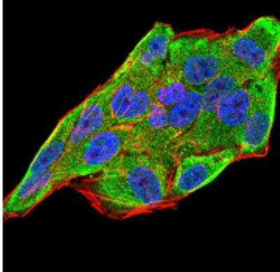 Immunocytochemistry/Immunofluorescence: IL-28A/IFN-lambda 2 Antibody (6H9E6) [NBP2-52495] - Analysis of Hela cells using IL28A mouse mAb (green). Blue: DRAQ5 fluorescent DNA dye. Red: Actin filaments have been labeled with Alexa Fluor- 555 phalloidin.