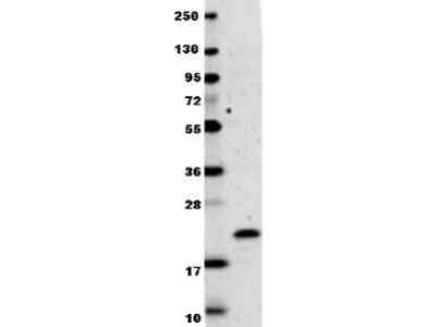 Western Blot: IL-29/IFN-lambda 1 Antibody [NBP1-77893] - Shows detection of recombinant human IL-29 raised in E.coli. Recombinant protein (0.1 ug, 19.9 kDa) was loaded onto and resolved by SDS-PAGE, then transferred to nitrocellulose. The membrane was blocked with 1% BSA in TBST for 30 min at RT, followed by incubation with Anti-Human IL-29. After washing, membrane was probed with secondary antibody DyLight (TM) 649 conjugated Anti-Rabbit IgG (H&L) (Goat) Antibody diluted 1:20,000 in blocking buffer for 30 min. at RT.