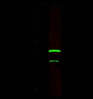 Western Blot: IL-29/IFN-lambda 1 Antibody [NBP2-99979] - Anti-IL-29/IFN-lambda 1 rabbit polyclonal antibody at 1:500 dilution. Lane A: Jurkat Membrane Lysate. Lysates/proteins at 30 ug per lane. Secondary Goat Anti-Rabbit IgG H&L (Dylight 800) at 1/10000 dilution. Developed using the Odyssey technique. Performed under reducing conditions. Predicted band size: 27 kDa. Observed band size: 27 kDa (We are unsure as to the identity of these extra bands).